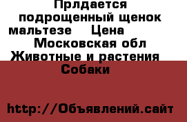 Прлдается подрощенный щенок мальтезе  › Цена ­ 10 000 - Московская обл. Животные и растения » Собаки   